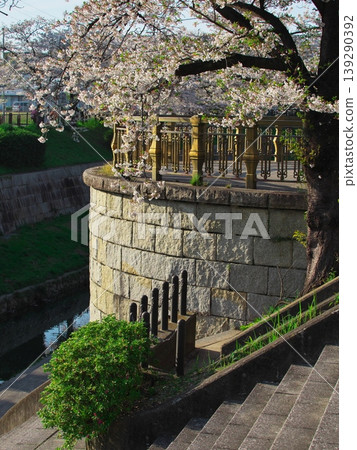 Yamazaki River in full bloom 139290392