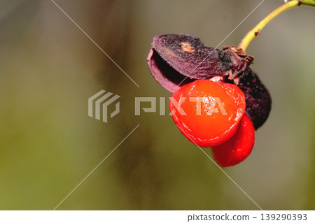 Pear tree fruit Pear tree fruit 139290393