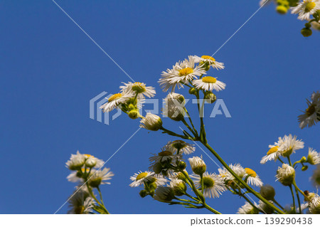 Erigeron annuus known as annual fleabane, daisy fleabane, or eastern daisy fleabane Erigeron annuus known as annual fleabane, daisy fleabane, or eastern daisy fleabane 139290438