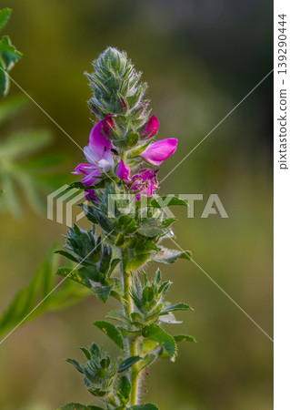 In the wild, Ononis arvensis blooms in the meadow 139290444