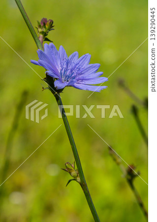 Beautiful chicory flowers grow on stems in the wild. Field of wild herbal plants. Green blurred natural background Beautiful chicory flowers grow on stems in the wild. Field of wild herbal plants. Green blurred natural background 139290445