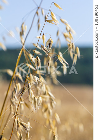 Fatua oatmeal. Stem, leaf and hanging ears of wild oats. Grasses Fatua oatmeal. Stem, leaf and hanging ears of wild oats. Grasses 139290453