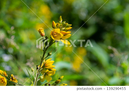Lysimachia vulgaris flower, the garden loosestrife, yellow loosestrife, or garden yellow loosestrife, blooming in summer 139290455