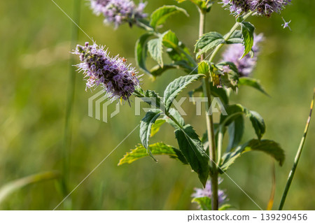In the summer, long-leaved mint Mentha longifolia grows in the wild In the summer, long-leaved mint Mentha longifolia grows in the wild 139290456