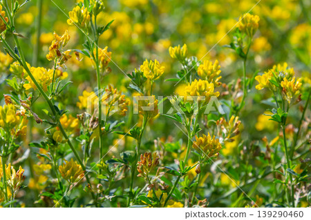 Medicago falcata, plant species of the genus Medicago. It is native to much of Europe and Asia Medicago falcata, plant species of the genus Medicago. It is native to much of Europe and Asia 139290460
