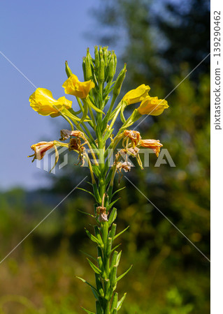 Yellow evening primrose Oenothera biennis, medicine plant for cosmetics, skin care and eczema Yellow evening primrose Oenothera biennis, medicine plant for cosmetics, skin care and eczema 139290462