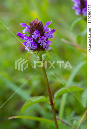 Prunella Vulgaris makro single natural flower, medicinal herbs nature background Prunella Vulgaris makro single natural flower, medicinal herbs nature background 139290463