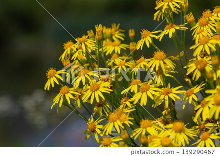 Wild plant Jacobaea vulgaris in the forest meadow. Known as ragwort, stinking Willie or tansy ragwort. Yellow delicate flower on a green background 139290467