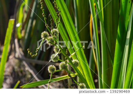 Branched hedgehog Sparganium erectum - flowering plant in the garden pond of a natural garden Branched hedgehog Sparganium erectum - flowering plant in the garden pond of a natural garden 139290469
