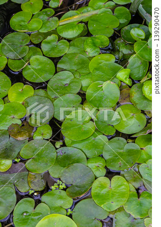 Hydrocharis morsus-ranae, frogbit, is a flowering plant belonging to the genus Hydrocharis in the family Hydrocharitaceae. It is a small floating plant resembling a small water lily Hydrocharis morsus-ranae, frogbit, is a flowering plant belonging to the genus Hydrocharis in the family Hydrocharitaceae. It is a small floating plant resembling a small water lily 139290470
