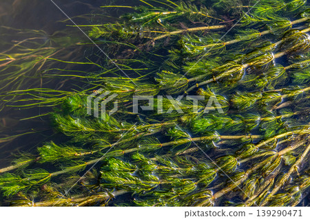 Ceratophyllum demersum aquatic plant in a stream Ceratophyllum demersum aquatic plant in a stream 139290471