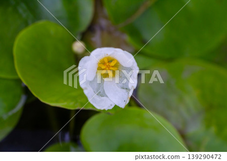 Hydrocharis morsus-ranae, frogbit, is a flowering plant belonging to the genus Hydrocharis in the family Hydrocharitaceae. It is a small floating plant resembling a small water lily Hydrocharis morsus-ranae, frogbit, is a flowering plant belonging to the genus Hydrocharis in the family Hydrocharitaceae. It is a small floating plant resembling a small water lily 139290472