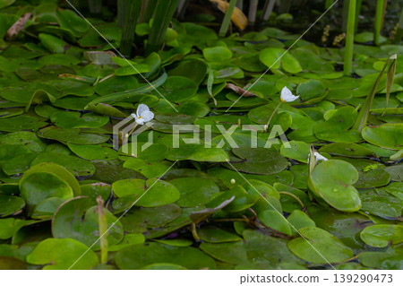 Hydrocharis morsus-ranae, frogbit, is a flowering plant belonging to the genus Hydrocharis in the family Hydrocharitaceae. It is a small floating plant resembling a small water lily Hydrocharis morsus-ranae, frogbit, is a flowering plant belonging to the genus Hydrocharis in the family Hydrocharitaceae. It is a small floating plant resembling a small water lily 139290473