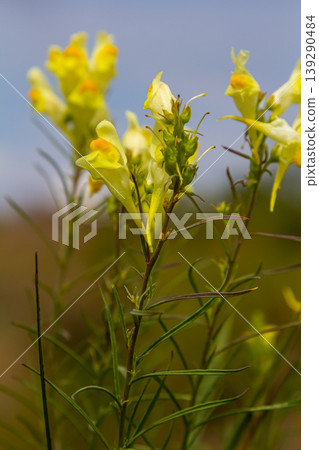 Flaxseed or wild snapdragon Linaria vulgaris is a medicinal herb. Wildflowers inflorescence 139290484