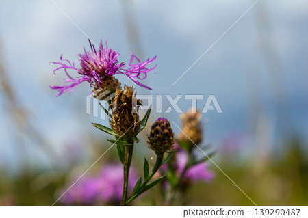 Blooming meadow knapweed, Centaurea jacea, on the meadow Blooming meadow knapweed, Centaurea jacea, on the meadow 139290487