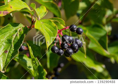Cornus sanguinea is a perennial plant of the sod family. A tall shrub with small flowers and black inedible berries. Turf-well is grown as an ornamental plant Cornus sanguinea is a perennial plant of the sod family. A tall shrub with small flowers and black inedible berries. Turf-well is grown as an ornamental plant 139290488