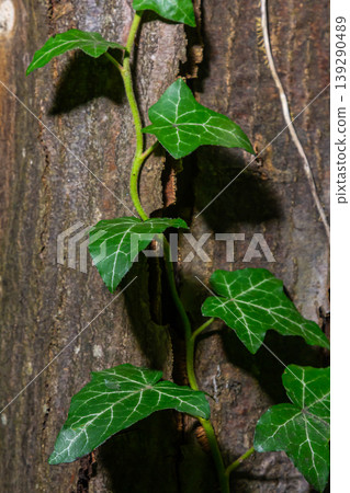 Fresh bright green leaves of ivy Hedera helix on grey-brown tree bark 139290489