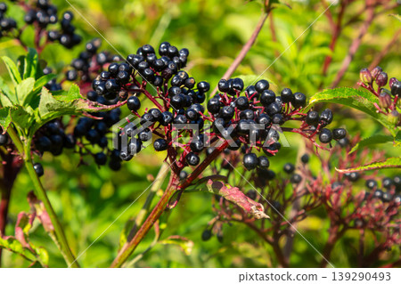 Black danewort Sambucus ebulus berries close-up at summer Black danewort Sambucus ebulus berries close-up at summer 139290493