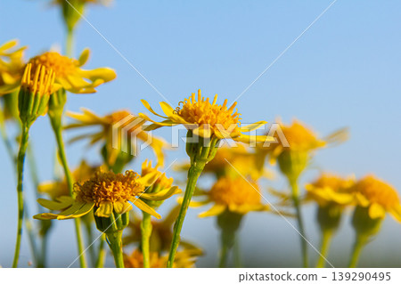 Wild plant Jacobaea vulgaris in the forest meadow. Known as ragwort, stinking Willie or tansy ragwort. Yellow delicate flower on a green background Wild plant Jacobaea vulgaris in the forest meadow. Known as ragwort, stinking Willie or tansy ragwort. Yellow delicate flower on a green background 139290495