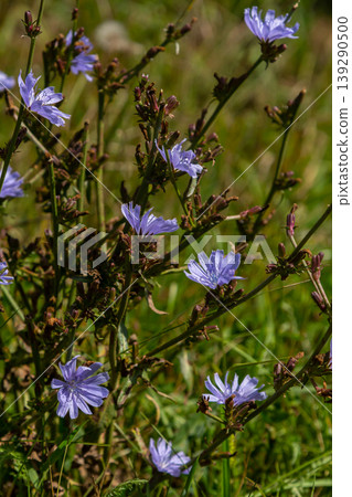 Beautiful chicory flowers grow on stems in the wild. Field of wild herbal plants. Green blurred natural background Beautiful chicory flowers grow on stems in the wild. Field of wild herbal plants. Green blurred natural background 139290500