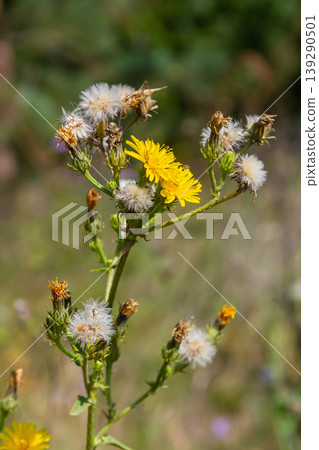 Hieracium laevigatum or smooth hawkweed. Hieracium, known by the common name hawkweed and classically as hierakion. Floral desktop background. Hieracium caespitosum, commonly known as meadow hawkweed Hieracium laevigatum or smooth hawkweed. Hieracium, known by the common name hawkweed and classically as hierakion. Floral desktop background. Hieracium caespitosum, commonly known as meadow hawkweed 139290501