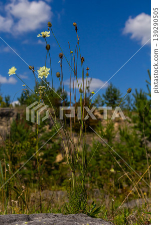 Cream scabious pincushion, Scabiosa ochroleuca, in flower Cream scabious pincushion, Scabiosa ochroleuca, in flower 139290505