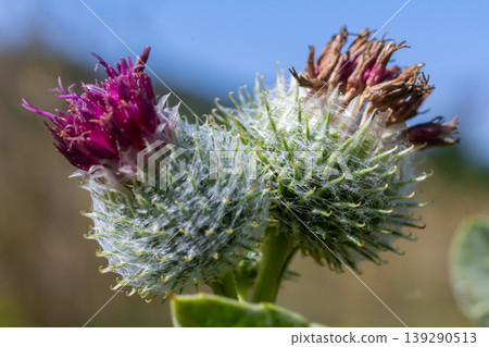 Arctium tomentosum, commonly known as the woolly burdock is a species of burdock belonging to the family Asteraceae Arctium tomentosum, commonly known as the woolly burdock is a species of burdock belonging to the family Asteraceae 139290513