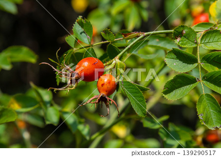 Red dog rose berries in autumn season. Many Red rosehip fruits and green leaves in sunny day Red dog rose berries in autumn season. Many Red rosehip fruits and green leaves in sunny day 139290517