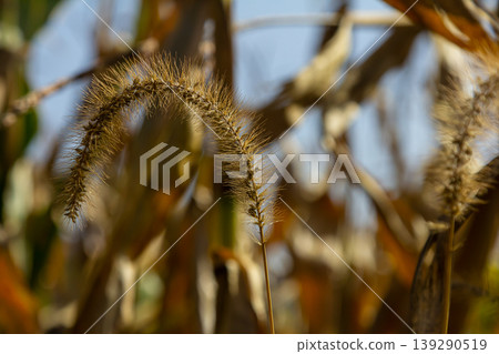 Setaria pumila in autumn in a wild field Setaria pumila in autumn in a wild field 139290519