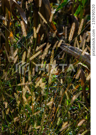 Setaria pumila in autumn in a wild field 139290520