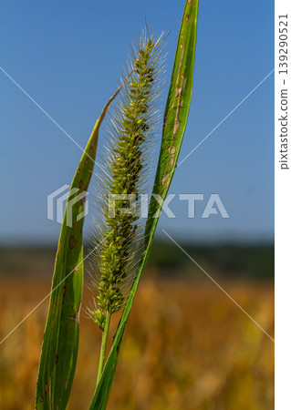 Setaria pumila in autumn in a wild field 139290521