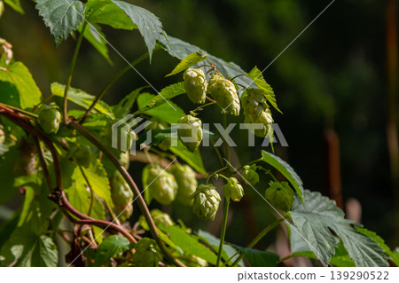 Hops flowers, of the hop plant Humulus lupulus, for beer production growing in the Bavaria by the Danube river on a sunny day 139290522