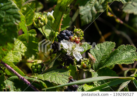 Close-up shot of the European dewberry Rubus caesius growing in the forest with maturing, ripe fruits in bright sunlight Close-up shot of the European dewberry Rubus caesius growing in the forest with maturing, ripe fruits in bright sunlight 139290527