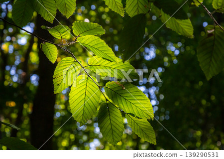 Selective focus of Ulmus pumila celer leaves, European hornbeam or carpinus betulus in the garden, Small leafed plant which forms a dense hedge, Green leaf pattern with sunlight, Nature background Selective focus of Ulmus pumila celer leaves, European hornbeam or carpinus betulus in the garden, Small leafed plant which forms a dense hedge, Green leaf pattern with sunlight, Nature background 139290531