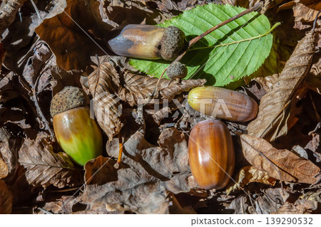 Autumn background fallen oak leaves and ripe acorns lie on the forest ground. Quercus robur, commonly known as petiolate oak, European oak 139290532