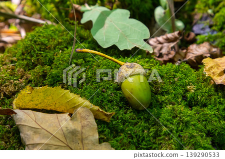 Autumn background fallen oak leaves and ripe acorns lie on the forest ground. Quercus robur, commonly known as petiolate oak, European oak Autumn background fallen oak leaves and ripe acorns lie on the forest ground. Quercus robur, commonly known as petiolate oak, European oak 139290533