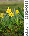 Vibrant yellow daffodil flowers blooming in the green garden during springtime 139290626
