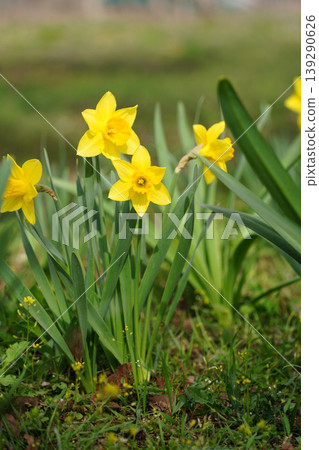 Vibrant yellow daffodil flowers blooming in the green garden during springtime Vibrant yellow daffodil flowers blooming in the green garden during springtime 139290626