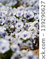 Field of soft light purple pansy flowers blooming with selective focus background 139290627