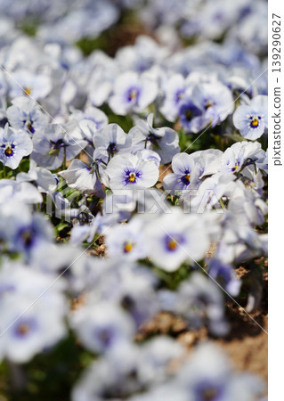 Field of soft light purple pansy flowers blooming with selective focus background Field of soft light purple pansy flowers blooming with selective focus background 139290627