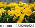 Fresh yellow pansy flowers with water drops blooming in the garden after rain 139290628
