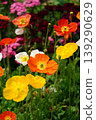 Beautiful multicolored Iceland poppy flowers blooming in a vibrant summer garden 139290629