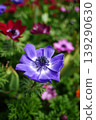Close-up of a stunning purple anemone flower blooming in a spring garden 139290630