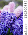 Beautiful pink and purple hyacinth flowers blooming in a city park garden 139290632