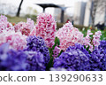 Beautiful pink and purple hyacinth flowers blooming in a city park garden 139290633