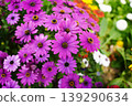Vibrant purple African daisy flowers blooming in a lush summer garden 139290634