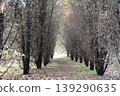 Narrow path through a mysterious tunnel of dry winter trees in a quiet forest 139290635