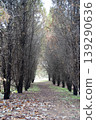 Narrow path through a mysterious tunnel of dry winter trees in a quiet forest 139290636