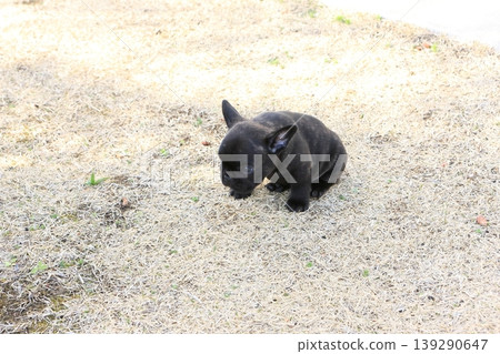 French bulldog French bulldog 139290647