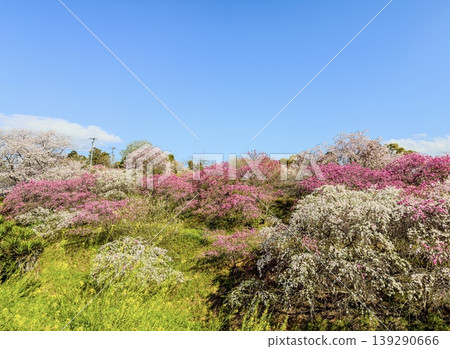 碧空之下，一座開滿桃花的山丘綿延開來。 139290666